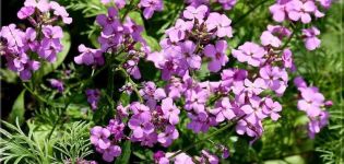 Beschreibung und Reproduktion einer Blume Moonwalker, Pflanzen und Pflege