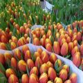 A legjobb és új tulipánfajták leírása és jellemzői