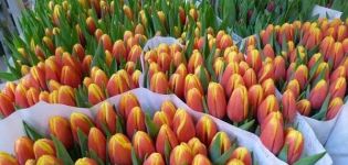 Mga paglalarawan at mga katangian ng pinakamahusay at bagong uri ng mga tulip