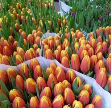 Beskrivelse og karakteristika for de bedste og nye sorter af tulipaner