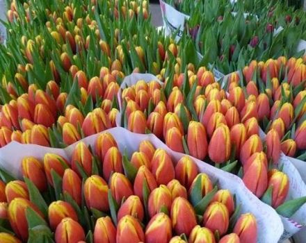 Opis a charakteristika najlepších a nových odrôd tulipánov