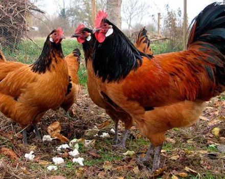 Mô tả và đặc điểm của gà thuộc giống Forverk, quy tắc nuôi và nhân giống