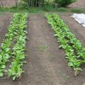 Pflanzen, Wachsen und Pflegen eines Daikons, wenn auf offenem Boden gepflanzt werden soll