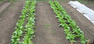 Plantar, cultivar i tenir cura d’un daikon, quan plantar en terreny obert
