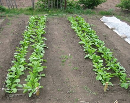Sadzenie, uprawa i pielęgnacja daikon, kiedy sadzić w otwartym terenie