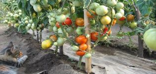 Charakteristiky a opis odrody paradajok