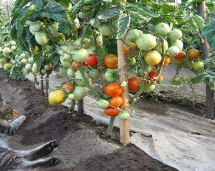 Charakteristika a popis odrůdy rajčat Flash