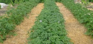 Different ways to mulch potatoes to increase yields