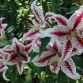 Beschreibung der besten Sorten orientalischer Lilien, Pflanzen und Pflege auf freiem Feld