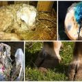 Symptomen en behandeling van hoefrot bij schapen thuis, preventie