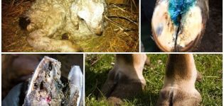 Symptoms and treatment of sheep hoof rot at home, prevention