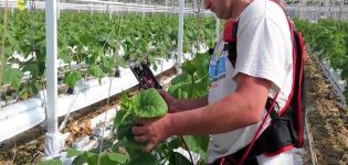 Hur man knyter gurkor i ett växthus korrekt steg för steg