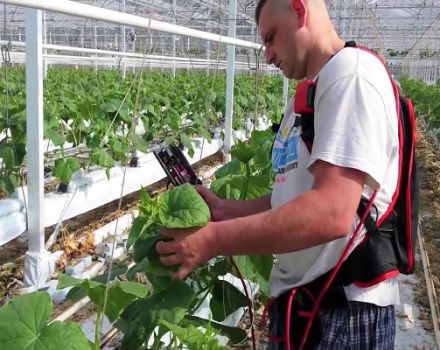 Hogyan lehet lépésről lépésre megcsípni az uborkát az üvegházban?