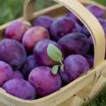 Popis a charakteristika odrůdy švestek Kabardinka, výsadba a péče