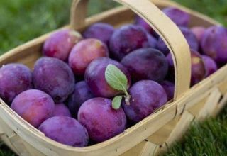 Description and characteristics of the Kabardinka plum variety, planting and care