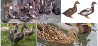 Opis i karakteristike patki ukrajinske pasmine, uvjeti zadržavanja
