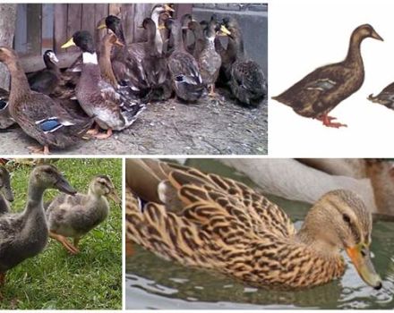 Description and characteristics of ducks of the Ukrainian breed, conditions of detention