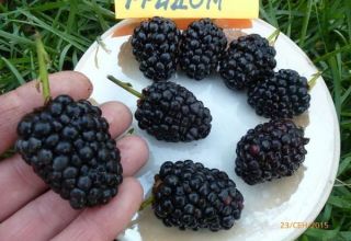 Mga paglalarawan at katangian ng mga blackberry varieties Prime Ark Freedom, pag-aanak at pangangalaga