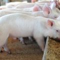 Phụ gia thức ăn chăn nuôi nào có tác dụng đối với sự tăng trưởng của lợn, quy tắc lựa chọn và sử dụng