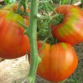 Egenskaber og beskrivelse af tomatsorten Fleshy sukkerholdig