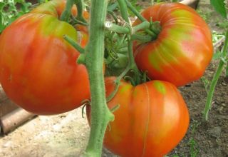 Charakteristiky a opis odrody paradajok Fleshy Sugary