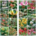 Opis najlepších odrôd Martilla lily, výsadba a starostlivosť, metódy rozmnožovania
