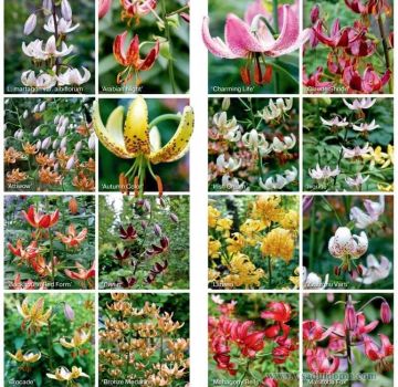 A Martagon liliom legjobb fajtáinak leírása, ültetés és gondozás, tenyésztési módszerek