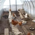How to build a do-it-yourself chicken coop from polycarbonate and rules for keeping birds