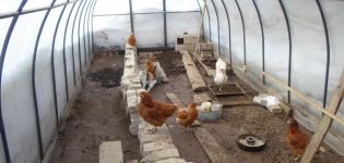 Com es pot crear un galliner de policarbonat i regles per mantenir les aus