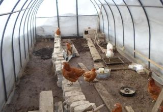 Par to, kā no polikarbonāta veidot vistu darīšanas sistēmu, un putnu turēšanas noteikumus