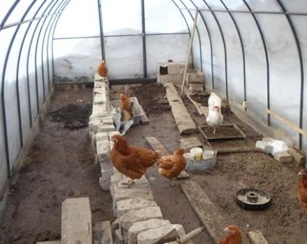 How to build a do-it-yourself chicken coop from polycarbonate and rules for keeping birds