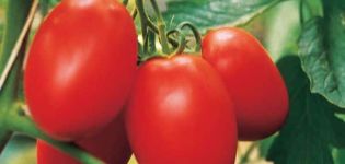 Značajke i opis sorte rajčice Amulet, njen prinos