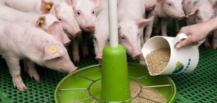 Samenstelling en instructies voor het gebruik van BMVD voor het voeren van varkens, hoe u het zelf moet doen