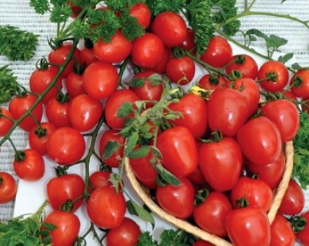 מאפיינים ותיאור של זרעי עגבניות התות, התשואה שלו