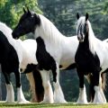 Ādas zirgu apraksts, plusi un mīnusi, apkopes noteikumi un izmaksas