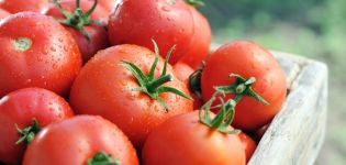 Cunamio pomidorų veislės savybės ir aprašymas, derlius