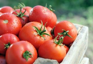 Cunamio pomidorų veislės savybės ir aprašymas, derlius