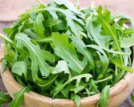 The best species and varieties of perennial arugula for growing in open ground and greenhouses, especially planting and plant care