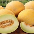 Descripció de la varietat de meló Roksolana f1, cultiu i cura del cultiu