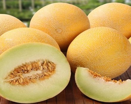 Opis odrody melónu Roksolana f1, pestovanie a starostlivosť o plodinu