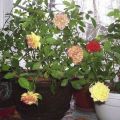 Beskrivelse af sorter af indendørs roser, hvordan man dyrker og plejer derhjemme i en gryde