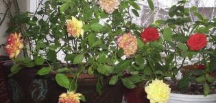 Descripción de las variedades de rosas de interior, cómo cultivar y cuidar en casa en una maceta.
