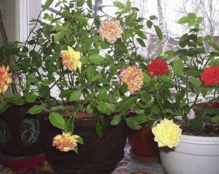 Sisä ruusulajikkeiden kuvaus, miten kasvaa ja hoitaa kotona ruukkua