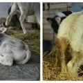Causes de diarrea en una vaca i com tractar la diarrea a casa, perill
