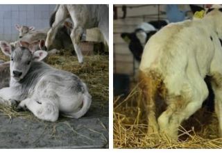 Příčiny průjmu u krávy a jak léčit průjem doma, nebezpečí