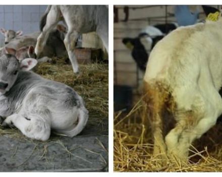 สาเหตุของอาการท้องร่วงในวัวและวิธีรักษาอาการท้องร่วงที่บ้านอันตราย
