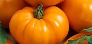 Tomaatti Bison appelsiini -lajikkeen kuvaus ja sen ominaisuudet