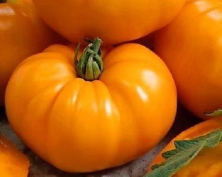 Beskrivning av tomatsorten Bison orange och dess egenskaper