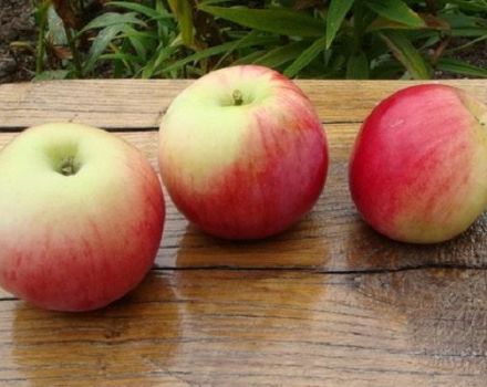 Opis i karakteristike stabala jabuka sorte Augusta, uzgoj, sadnja i njega