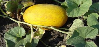 Beschreibung der Ananasmelonensorte, Merkmale des Anbaus und der Pflege
